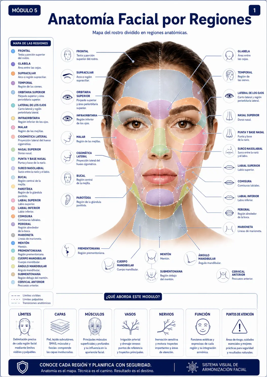 Anatomia facciale per regioni